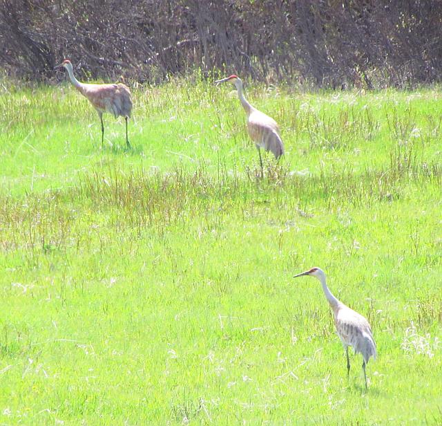 sandhill cranes beside Highway 20