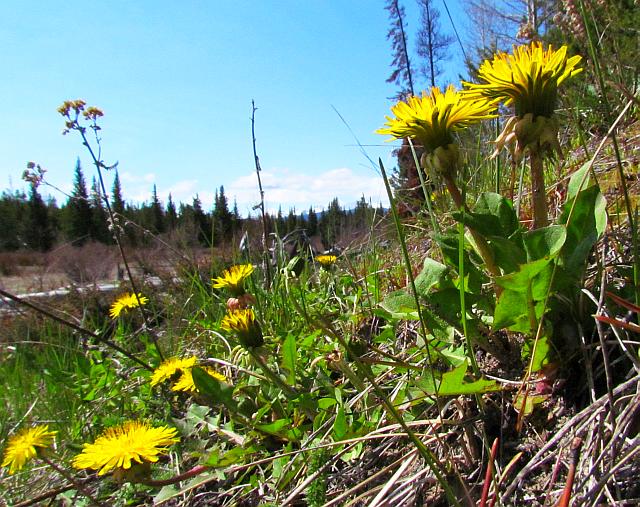 dandelions at Ginty Creek