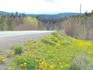 dandelions beside Highway 20