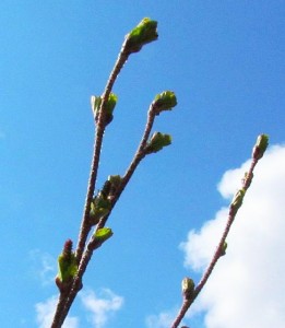 first green on dwarf birch