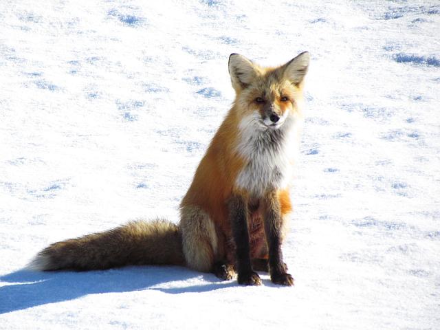 a fox beside Highway 20 on the way to Bella Coola