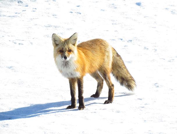 a fox standing beside Highway 20 near the top of The Hill
