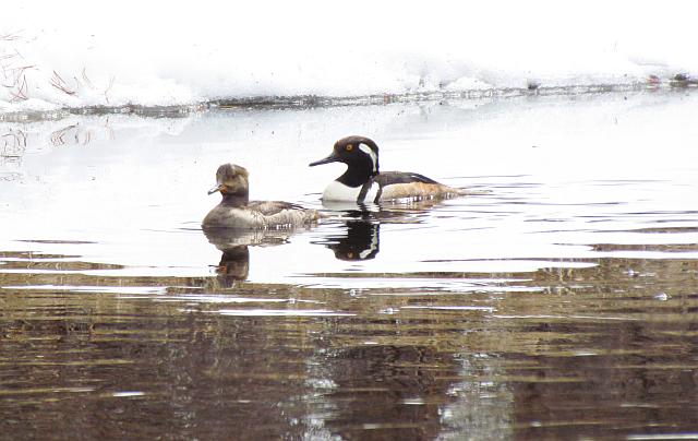 hooded mergansers at Ginty Creek