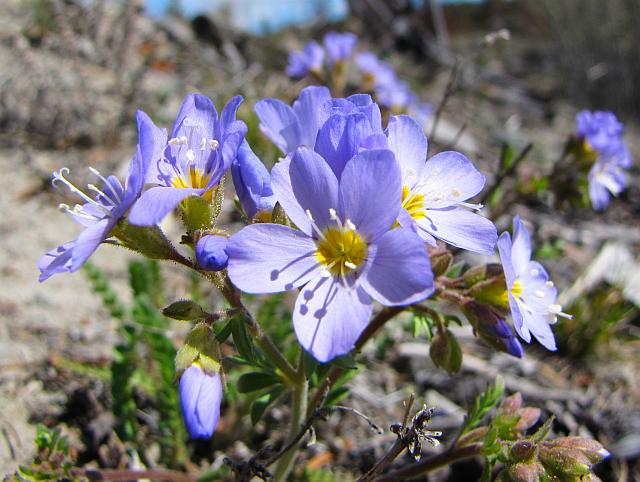 jacob's ladder at Ginty Creek