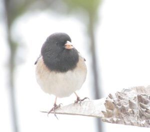 junco at the feeder at Ginty Creek