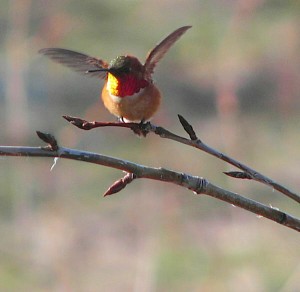 male rufous hummingbird at Ginty Creek