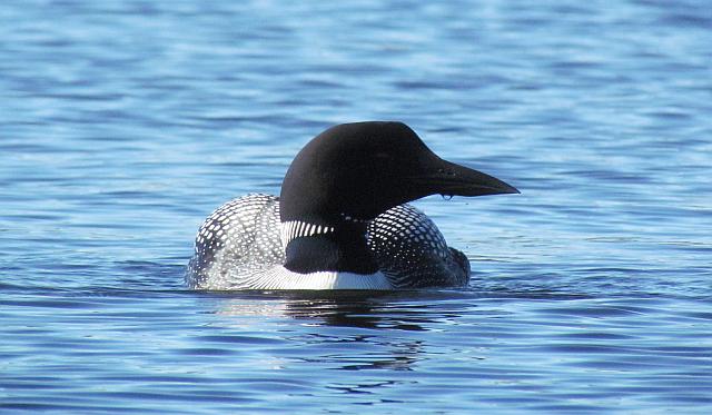 loon on Nimpo Lake