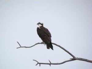 osprey near Nimpo Lake on the Chilcotin