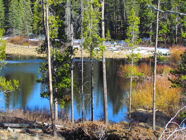 the ice has gone from the lower pond at Ginty Creek.