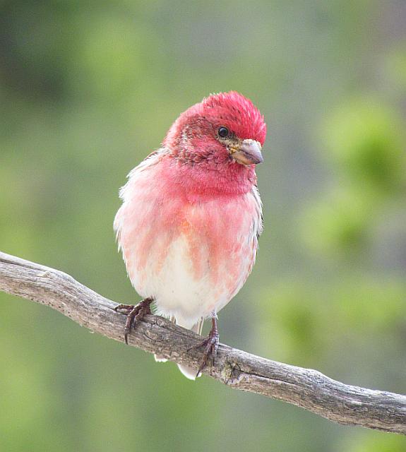purple finch at the feeder at Ginty Creek