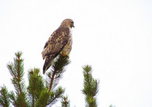 redtail hawk by highway 20 on the Chilcotin