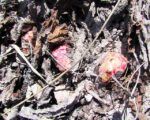 rhubarb buds at Ginty Creek