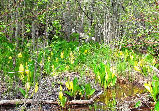 skunk cabbage in the Bella Coola Valley