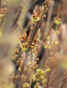 Tiny green flowers of soopolallie at Ginty Creek