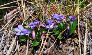 spring violets at ginty Creek