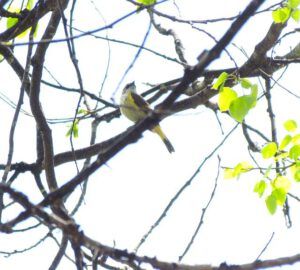 female American redstart