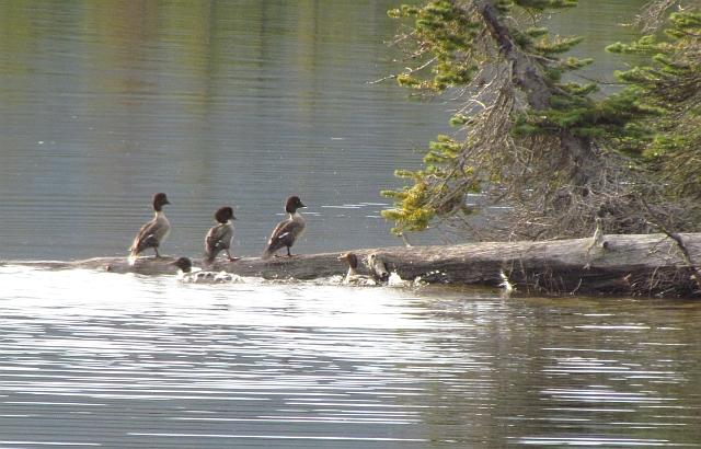 Barrows Goldeneyes