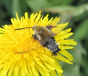 bee hawk moths love dandelions