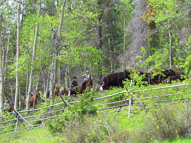 the cows being driven up to the summer grazing