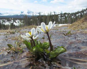 mountain marsh marigolds