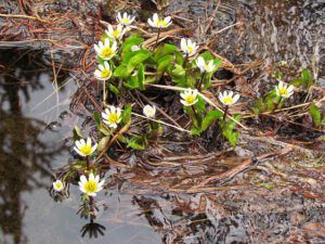 mountain marsh marigolds