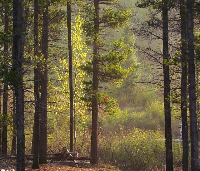 pines surrounding an aspen tree
