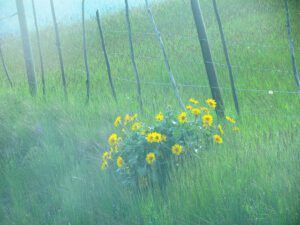 balsamroot daisies