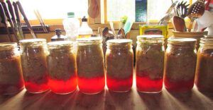 rhubarb in jars