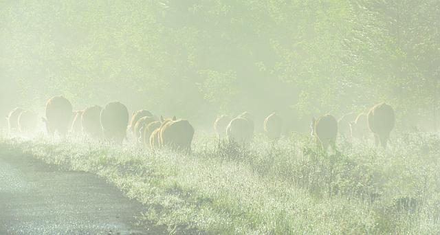 cows on Highway 20