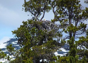 nest of bald eagles