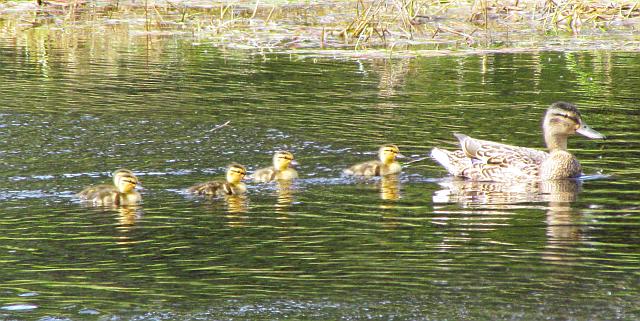 female mallard with babies