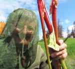 rhubarb harvesting