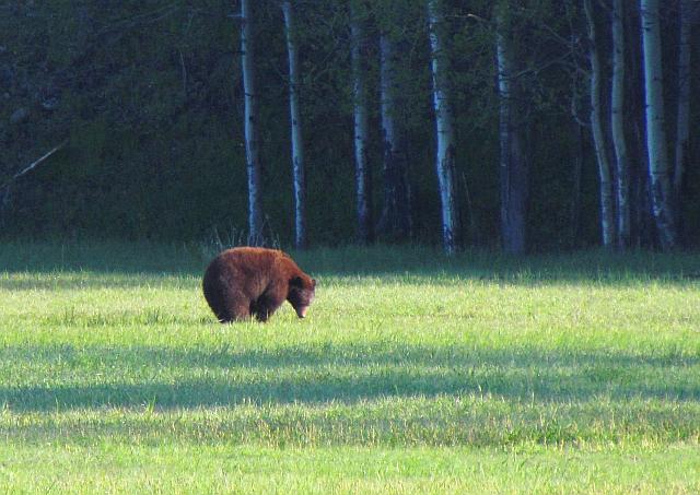 bear in the Precipice Valley