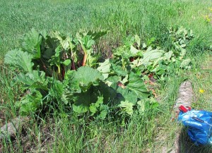 rhubarb patch at Ginty Creek