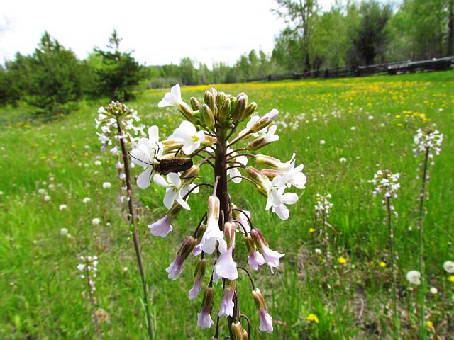 the meadows at Ginty Creek are full of flowers