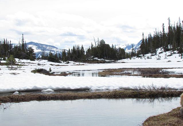 Wiggly Creek Meadow