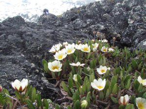 eight-petalled avens