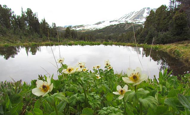 globe flowers and anvil mountain