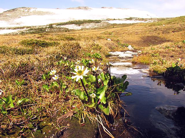 mountain marsh marigolds