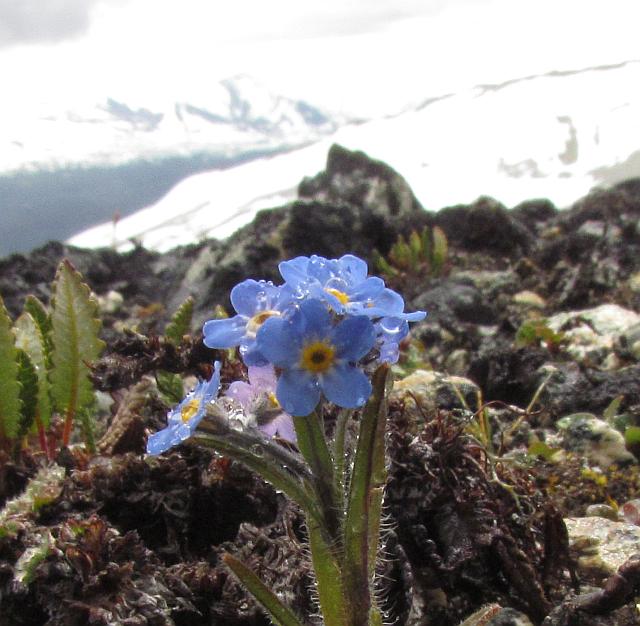 Alpine Forgetmenot