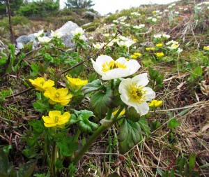 Mountain Meadow buttercups and globe flowers