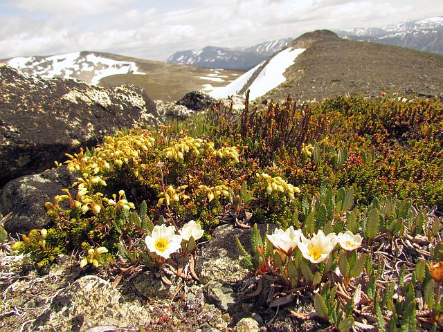 yellow heather and white mountain avens