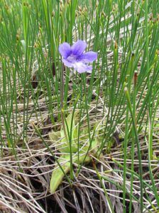 butterwort