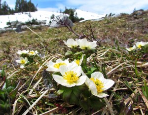 globe flowers near The Mammaries