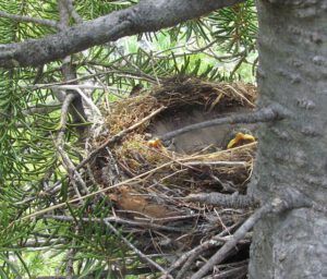 baby hermit thrushes in their nest