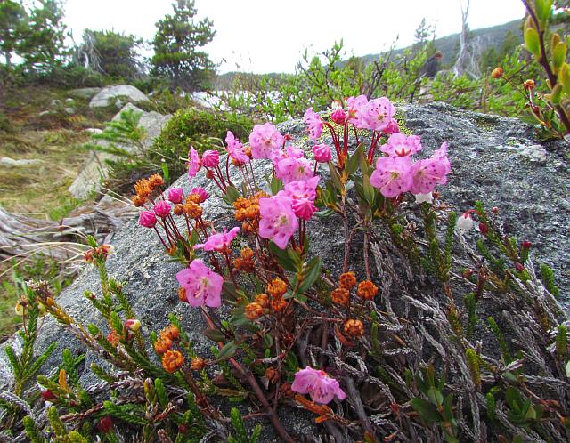 bog laurel