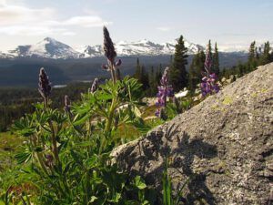 lupins on Long Meadow