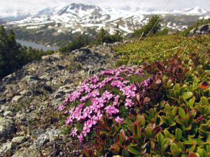 moss campion on The Mammaries