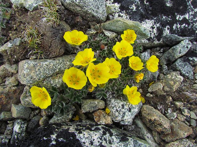 cinquefoil