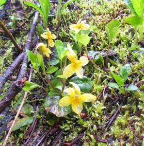 yellow violets in the rain
